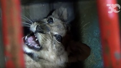 30 Millions d'Amis sauve un lionceau enfermé dans un appartement insalubre