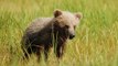 L'ourson relâché dans les Pyrénées serait bien mort de dénutrition