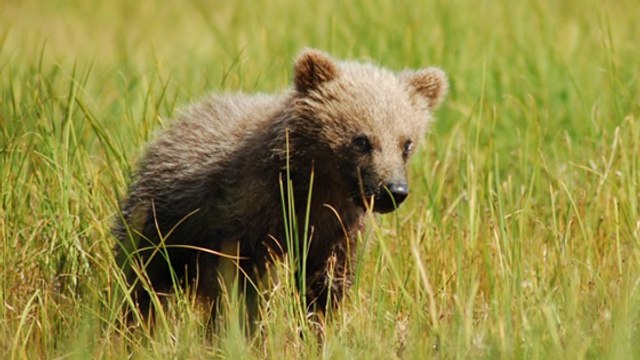 L'ourson relâché dans les Pyrénées serait bien mort de dénutrition