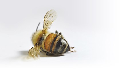 Canada : une hécatombe d’abeilles sans précédent…