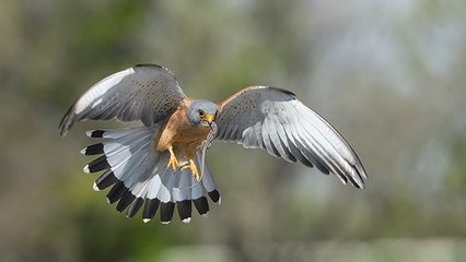 Aude : des éoliennes menacent la survie d'un rapace en danger d'extinction