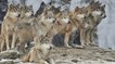 Le loup gris dépassera bientôt le " seuil de viabilité " de 500 individus !
