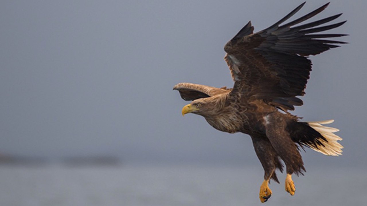 Ecosse : première naissance de ce rapace très rare depuis 140 ans !