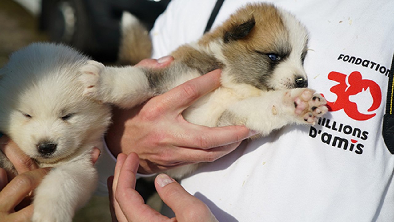 30 Millions d'Amis démantèle une véritable " usine " à chiots !