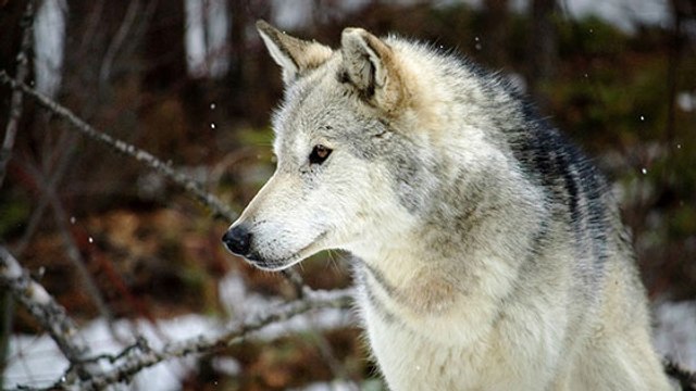En France, la population de loups est en augmentation !