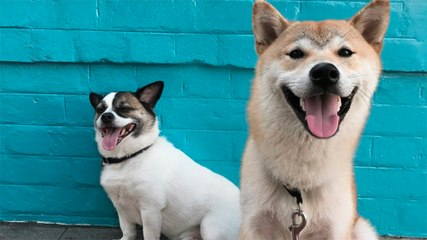 Les chiens sont capables de détecter les personnes mal-intentionnées !