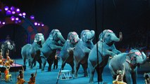 La Corse s'engage en faveur des cirques sans animaux sauvages !