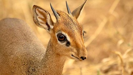 Vous pensiez vraiment savoir ce qu'est une antilope ? Pas si sûr…