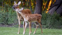 Cette biche chasse un loup qui voulait s'en prendre à son faon !