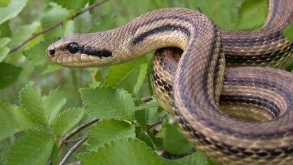 Vous avez rêvé de serpent ? Voici la signification