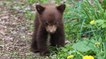 Pyrénées : découverte d’un ourson abandonné à la frontière franco-espagnole