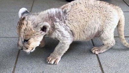 Encore un lionceau sauvé de chez un particulier !