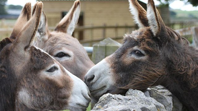 Ânes : top 3 de ces merveilleux animaux !