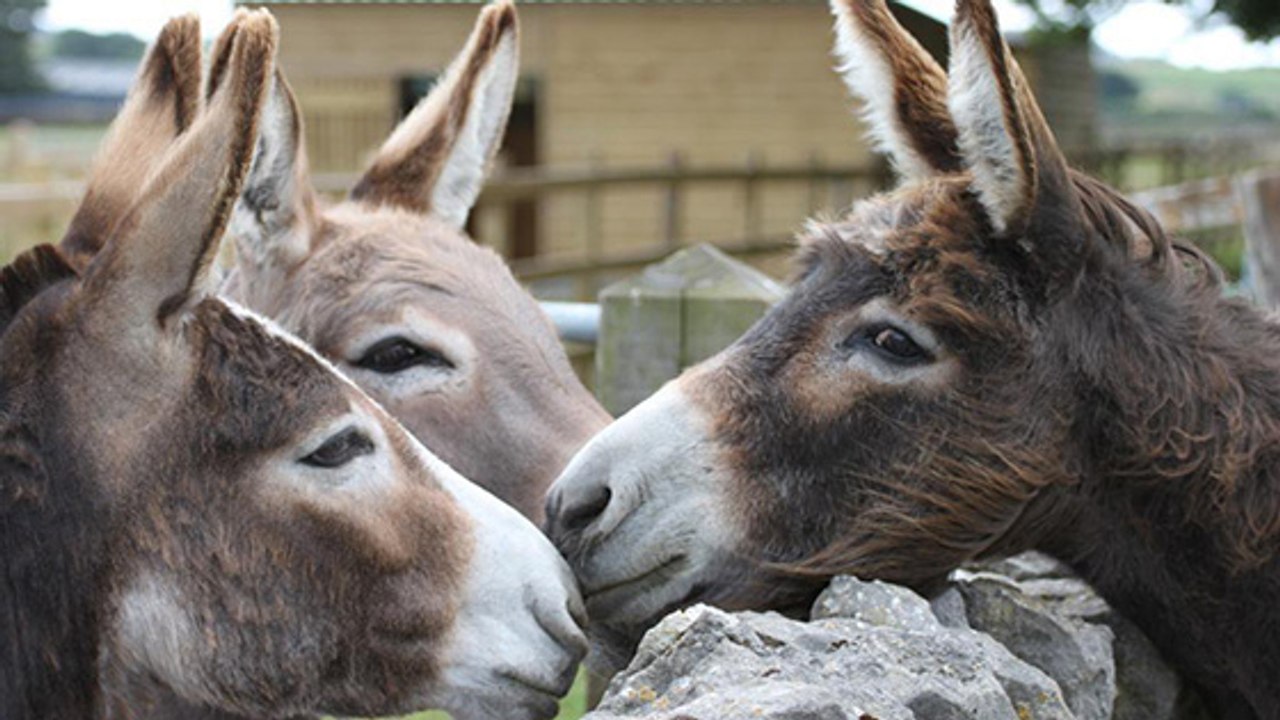 Ânes : top 3 de ces merveilleux animaux !