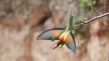 Rapport WWF : la disparition de la biodiversité s'est encore accélérée