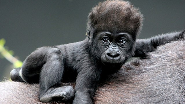 Naissance exceptionnelle de bébés gorilles dans les Virunga