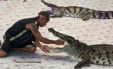 Thailande : un dresseur se fait mordre le bras par un crocodile en plein spectacle