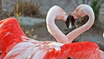 En Camargue, c'est le début de la saison des amours pour les flamants rose !