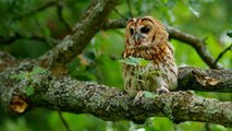 Connaissez-vous les différentes chouettes de France ?