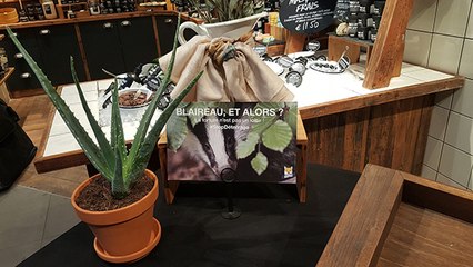 Quand Lush prend la défense du blaireau en beauté !