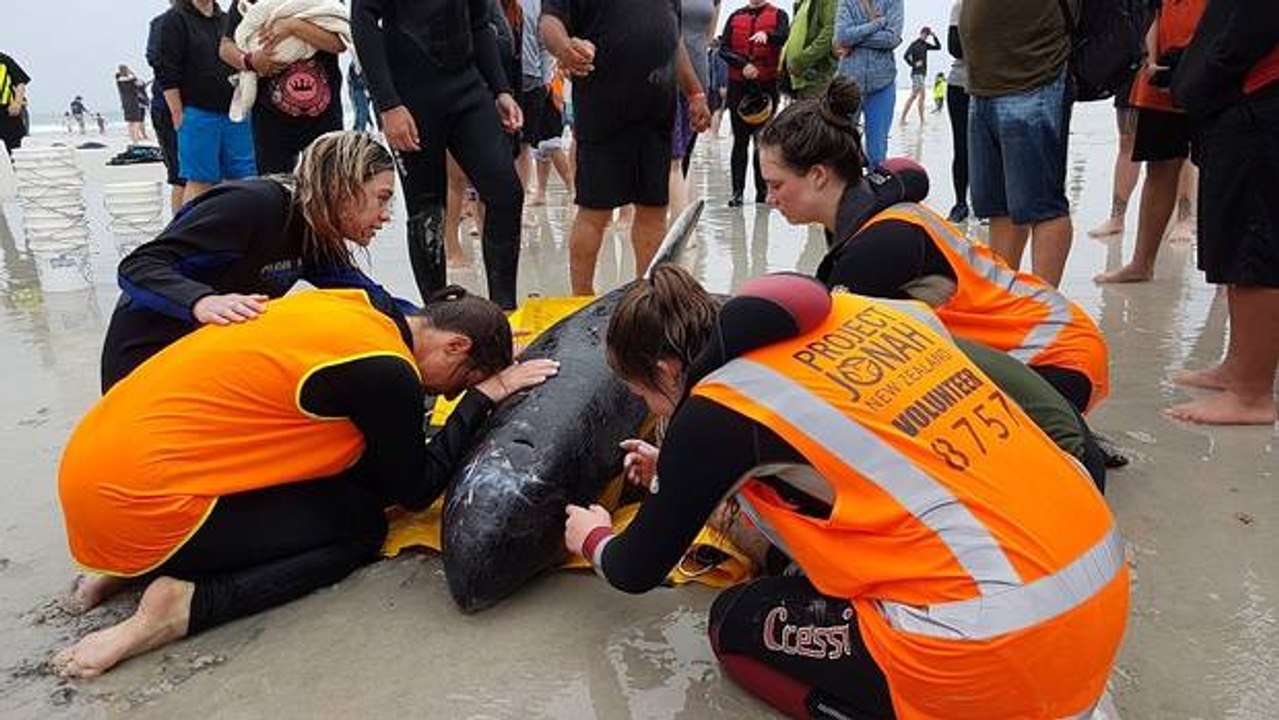 Nouvelle-Zélande : 140 baleines retrouvées mortes sur une plage