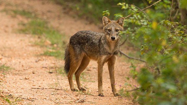 Le chacal doré : ce petit prédateur en pleine expansion en Europe