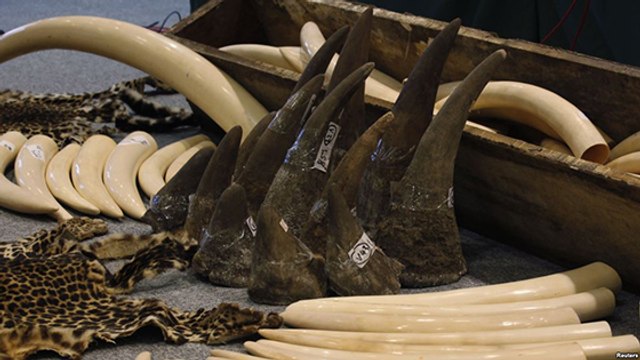 Sotheby's annonce renoncer aux ventes aux enchères de cornes de rhinocéros