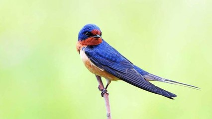 L’hirondelle : votre meilleure amie contre les moustiques !