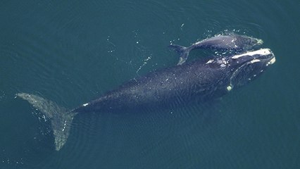 Canada : trois très rares baleineaux observés au large !