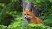 3 bonnes raisons de déclasser le renard roux des espèces « nuisibles »