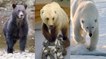 L'ours blanc et le grizzly font des petits… à cause du réchauffement climatique