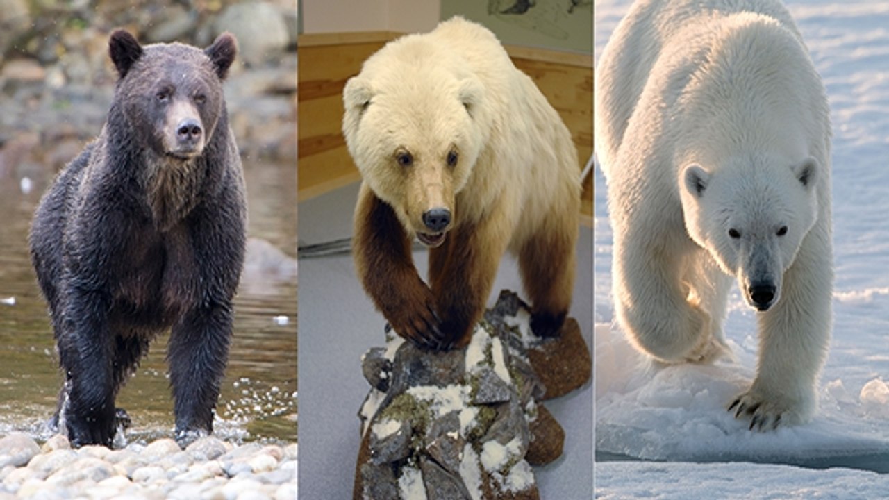 L'ours blanc et le grizzly font des petits… à cause du réchauffement climatique