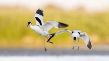 Pays-Bas : on construit des îles pour faire revenir la biodiversité !