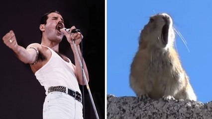 Un Pika chante du Freddy Mercury… LA vidéo qui fait le buzz !