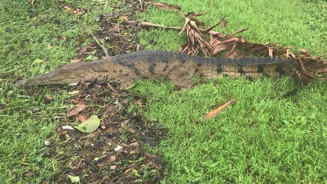 Terrifiant : à cause des inondations, des crocodiles envahissent les rues ! (VIDEO)