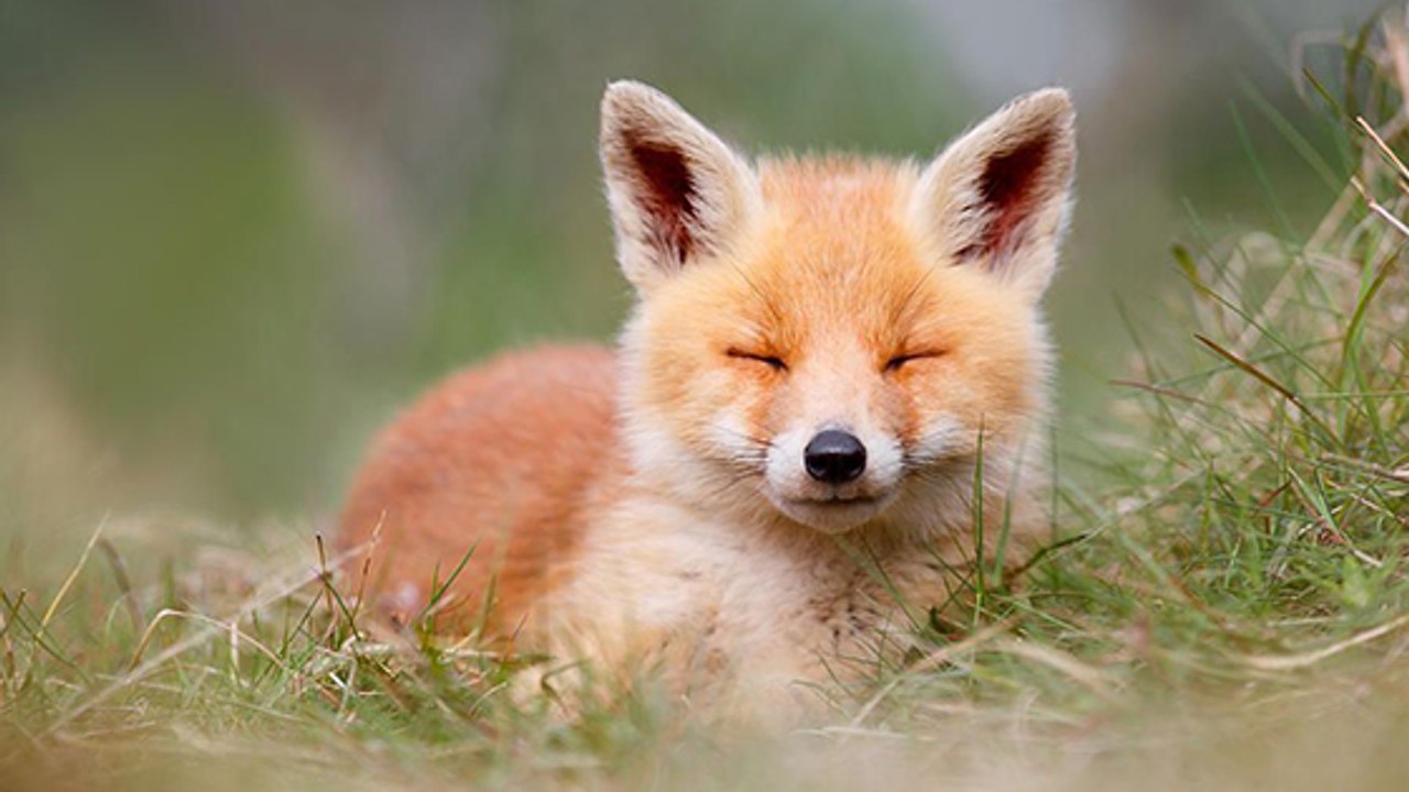 Quand un article de presse sur le renard roux fait polémique.