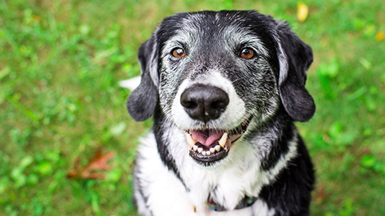 3 bonnes raisons d'adopter un vieux chien !