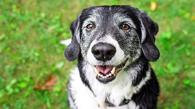 3 bonnes raisons d'adopter un vieux chien !
