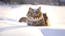 Le froid est bien là, alors prenons-soin de nos animaux de compagnie !