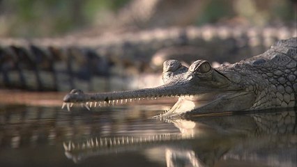 Connaissez-vous les trois familles de crocodiles ?
