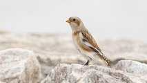 Ces oiseaux rares et magnifiques qui viennent passer l'hiver en France