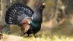 Pyrénées : le Conseil d'État interdit la chasse au grand tétras !