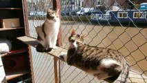 À Amsterdam, une péniche se transforme en refuge pour chats abandonnés !