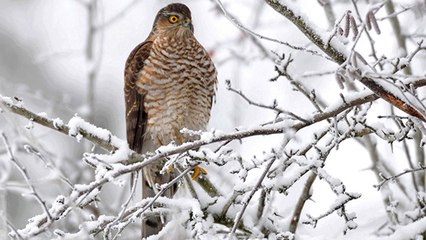 Vous nourrissez les oiseaux du jardin ? Alors attention à ce rapace !
