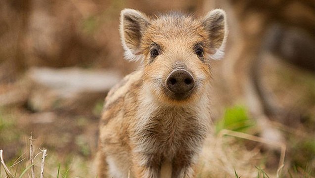 Ces 5 adorables petits cochons dont vous ne soupçonniez pas l'existence !