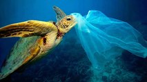 Pour préserver la faune des océans, la Corée du Sud interdit les sacs plastiques !
