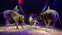 L'État du New Jersey interdit les cirques avec animaux sauvages