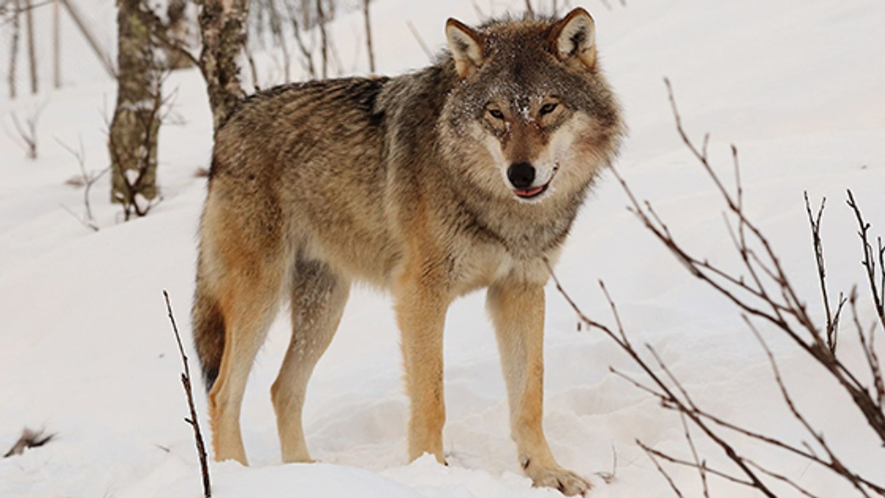 L'association One Voice dénonce un nouvel arrêté pour des tirs de loups !