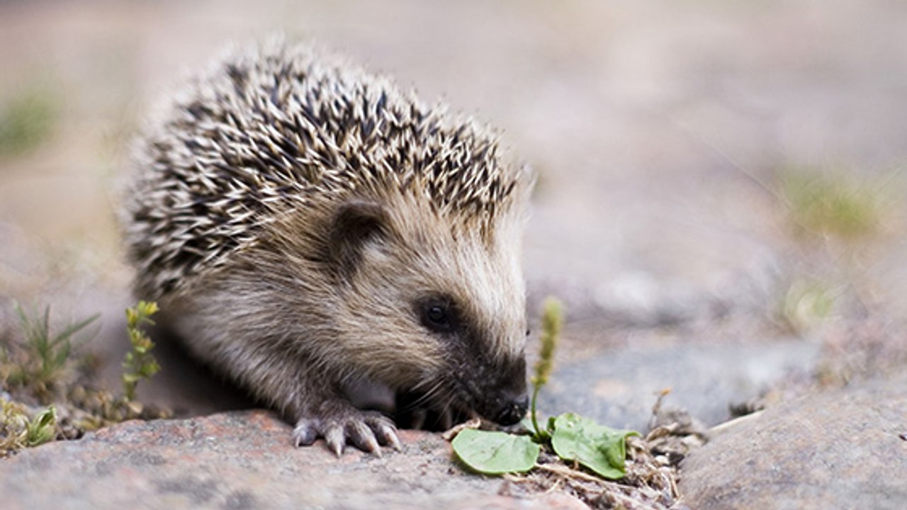 Normandie : arrêté en train de braconner des hérissons !