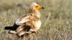 Vaucluse : un jeune vautour d'une espèce en danger criblé de plombs de chasse